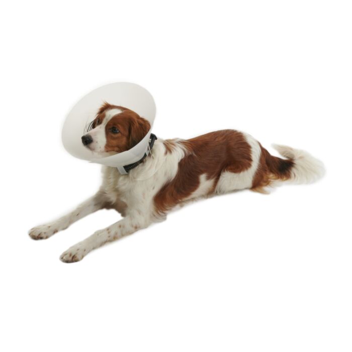 BUSTER APYKAKLĖ ŠUNIUI 30cm 273360